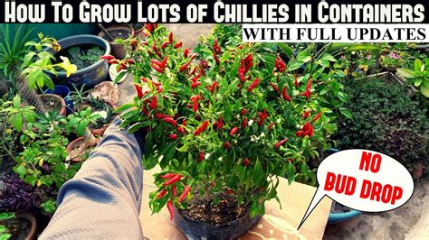 How To Grow Chillies In Containers No Flowerbud Drop Organic Gardening