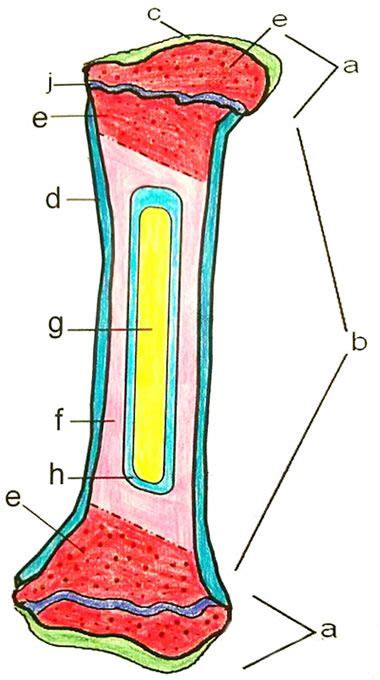 Contains blood vessels, nerves, & lymph vessels. Bone Coloring Answer Key and Coloring Sample | Flashcards ...