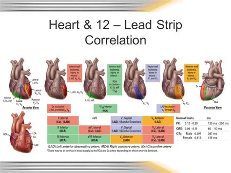 Coronary artery disease occurs when the coronary arteries become partially blocked or clogged. Ecg Coronary Artery Anatomy | Arteries anatomy, Cardiac ...