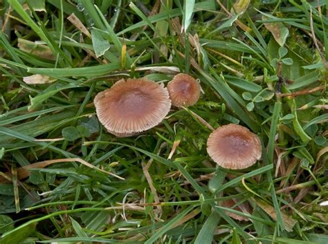 Psilocybe cyanescens is a potent psychedelic mushroom in the psilocybe genus. Psilocybe subviscida Fungus Species