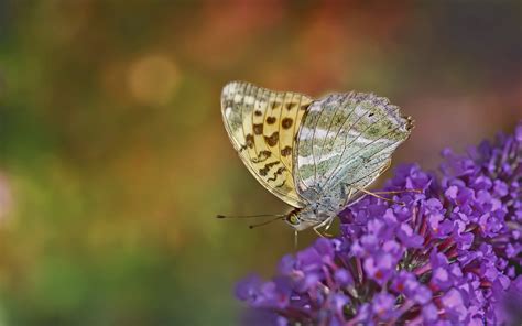 Schmetterling Flügel Insekt Kostenloses Foto Auf Pixabay Pixabay
