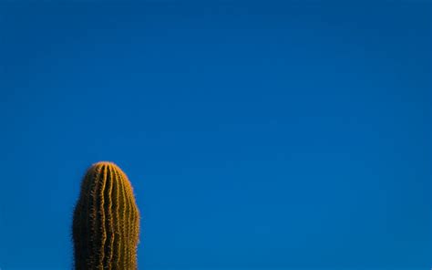 cactus minimal - desktop background wallpaper | hope you enj… | Flickr