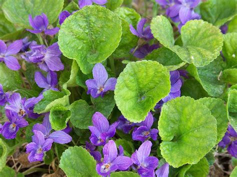Sweet Violet Viola Odorata And Parma Violet How To Grow Forgotten