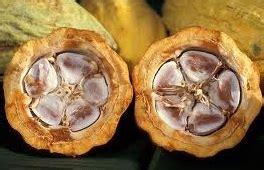 Penanaman buluh komersial di malaysia. Anim Agro Technology: SERANGGA PEROSAK KOKO 2