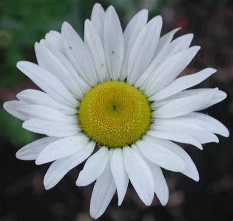 Daisy Chrysanthemum Leucanthemum 02 Wild Flowers Of Sleepy Hollow