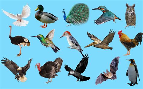 Tổng Hợp Từ Vựng Tiếng Anh Về Các Loài Chim