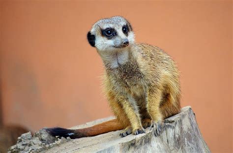 Meerkat Zoo Animal Guard Watch Cute Nature Africa Mammal Nager