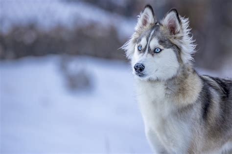Fotos Gratis Nieve Perro De Trineo Carnívoro Raza Canina Lobo