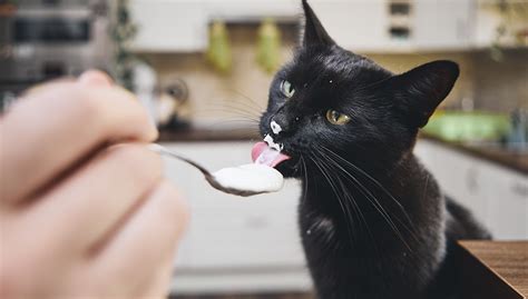 Learn if you should feed your cat yogurt and how much? Les chats peuvent-ils manger du yaourt? Le yogourt est-il ...