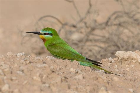 Birds of Saudi Arabia: Favourite Photos Yellow Wagtail, Bahrain, Saudi