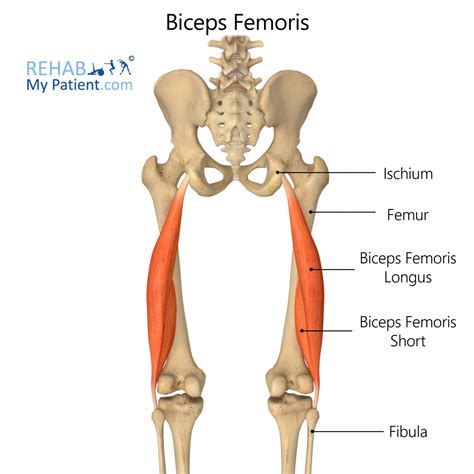 Biceps Femoris Rehab My Patient