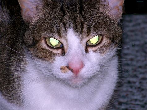 Glowing Cat Evil Halloween Creepy Eyes Horror 20 Inch By 30 Inch