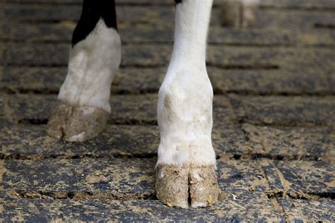 Cow Foot Health Get Protocols Right At Housing Dairy Global