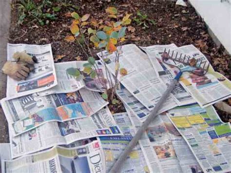 One day the garden is looking just fine and all the weeds are under control, and the next day, you turn around and your neat rows of vegetables or flowers are suddenly crowded with big, hulking weeds. Using Newspaper as Mulch for the Vegetable Garden