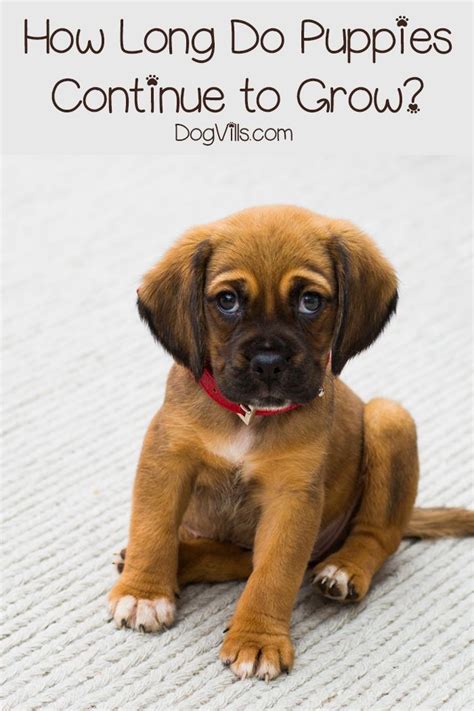 When i got home and looked in the pot, there was spotty white foam all over the top of the water (it looked a bit like mold, but hard to. Exactly How Long Do Puppies Grow | Puppy food, Puppies ...