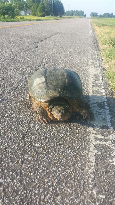 2020 Year Of The Turtle The Snapping Turtles Panhandle Outdoors