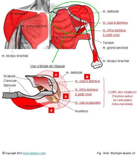 La clinique de l'epaule est une émanation du groupe maussins, fondé en 1975 par les docteurs lemaire et chassaing. Myologie épaule a4_2