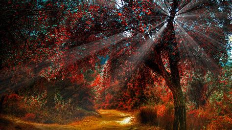 Natur Rote Blätter Im Herbst Schöne Landschaft Wege Sonnenlicht
