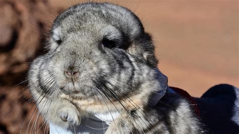 In Chile 25 Rare Chinchillas Are Sitting On Top Of 35 Million Ounces