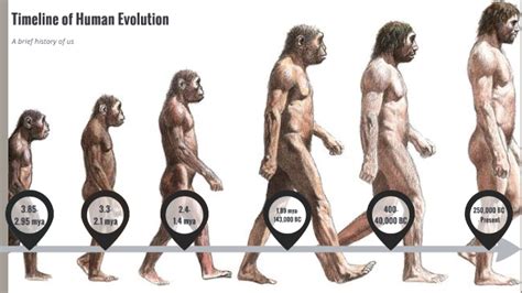 Stages Of Human Evolution Names Human Evolution Showing Six Different