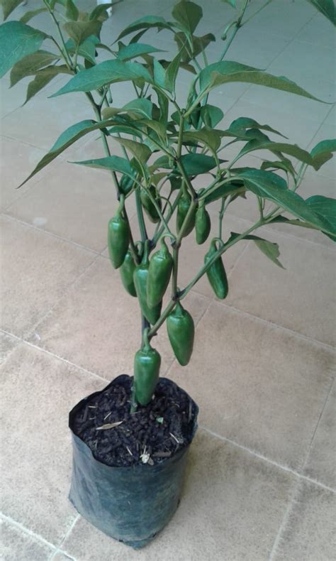 Jalapeno Plant Care Indoors How To Grow Peppers From Seed Complete