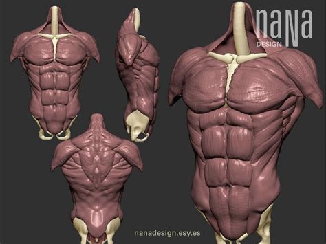 Estudiando Anatomía Músculos Del Torso Anatomy For Artists Human