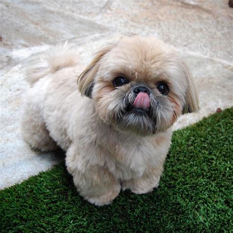 Best Picture Ideas About Shih Tzu Puppies Oldest Dog Breeds