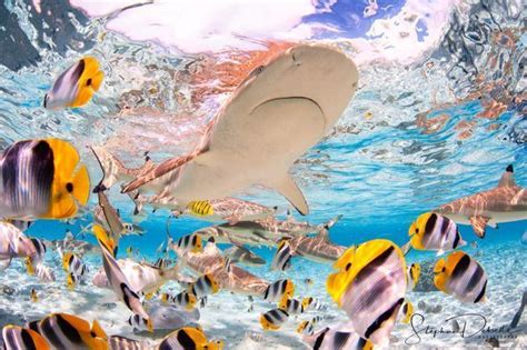 Come And Swim With Black Tips Sharks In The Lagoon Of Bora Bora
