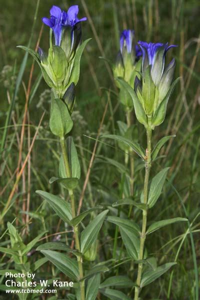 Gentiana Parryi Parrys Gentian Medicinal Uses Charles W Kane