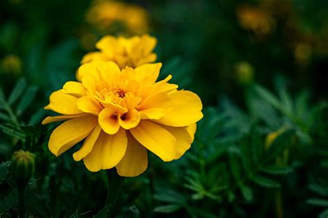 French Marigold Yellow Flower Free Photo On Pixabay Pixabay