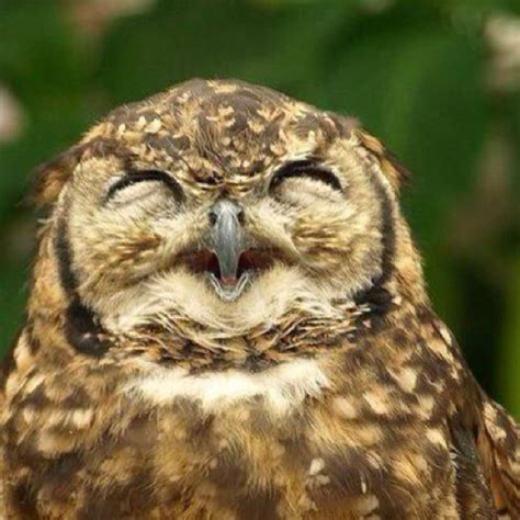 Laughing Owl Oh Boy Pinterest
