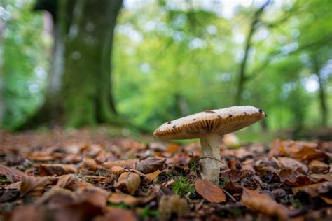 Forest Floor Mushrooms Stock Photos Pictures And Royalty Free Images