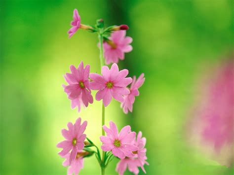 Pink and Green Wallpaper - WallpaperSafari