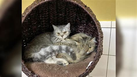 Miete die passende wohnung für dich in köln dellbrück. Köln-Dellbrück: 48 Katzen aus Tiermessie-Wohnung gerettet ...