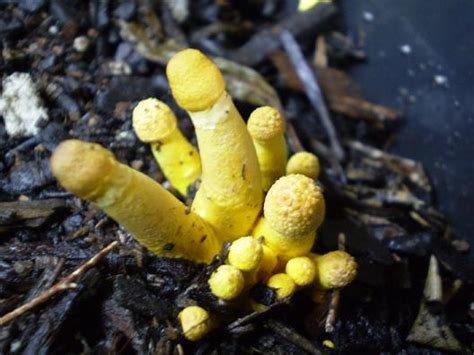 Bright Yellow Mushroom Identification All Mushroom Info