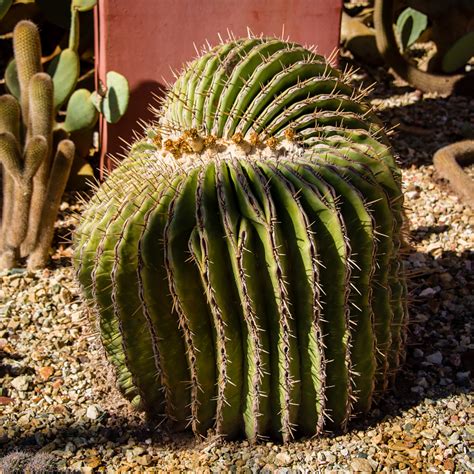 Learn how to care for a succulent planter, types of plants, designing your. 1/29 - Desert Botanical Garden, Part 4
