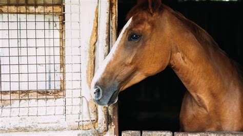 Nda Confirms Vesicular Stomatitis Case In A Horse In Buffalo County Khgi