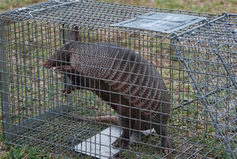 Armadillo Digging In My Yard