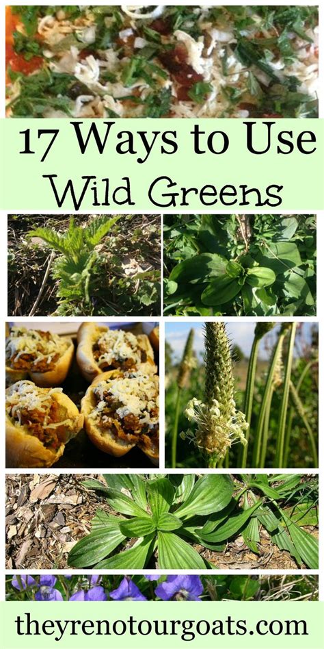Seventeen Ways To Use Wild Greens Theyre Not Our Goats Wild Food
