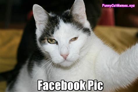 The Best Facebook Pic Ever Funny Cat Memes