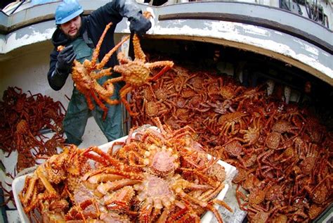 Follow The Fishermen Catch Giant King Crab In Alaska ~ Love Nature 24h