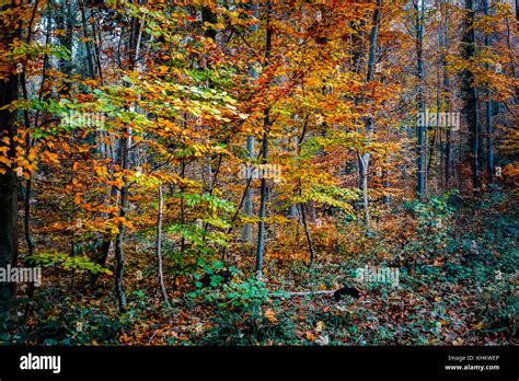 Beautiful Fall Colors Of Black Forest Switzerland Stock Photo Alamy