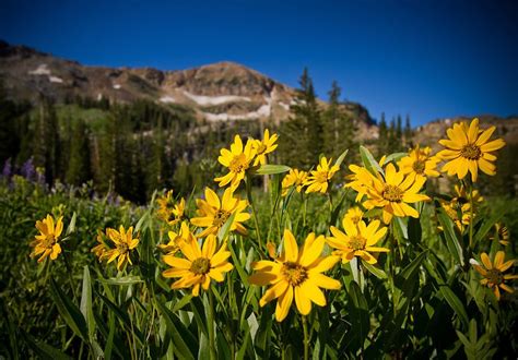 Dwf acquired our salt lake operation from salt lake wholesale florist in 1968. Mountain wildflowers near Albion Basin in the Wasatch ...