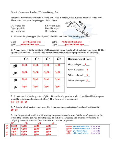 Chapter 10 Dihybrid Cross Worksheet Laws Of Inheritance Openstax