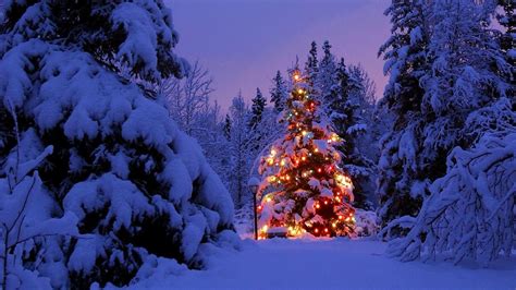 Christmas Tree Covered In Snow 4k Ultra Hd Wallpaper Background Image
