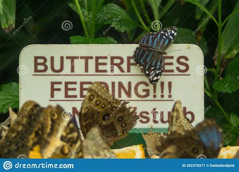 Butterflies Feeding Stock Image Image Of Amazing Canada 202378271