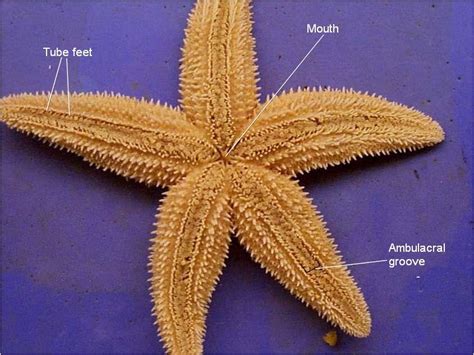 B.2(g) b.2(g) b.2(g) b.3(f) b.3(d) b.2(g) b.3(d) b.2(g) b.2(g). Starfish Dissection