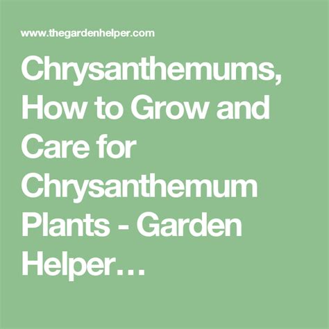 Chrysanthemums How To Grow And Care For Chrysanthemum Plants Garden