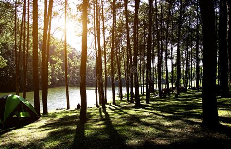 Sun Rise At Pang Ung Pine Forest In Thailand Stock Photo Image Of