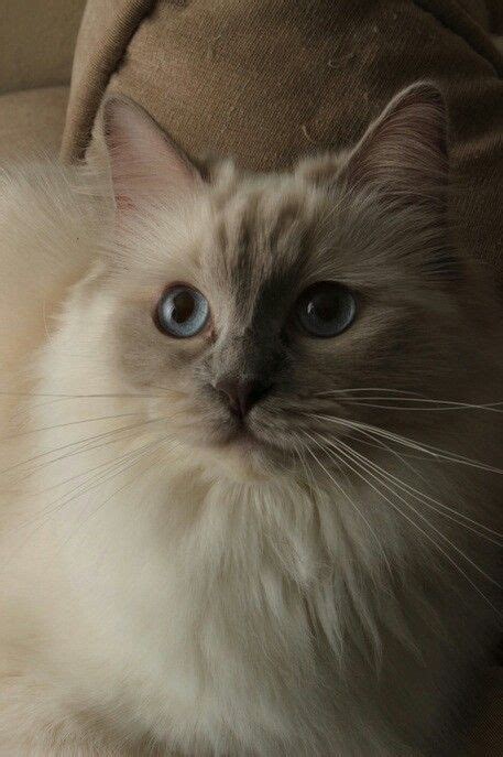 Lilac Mitted Ragdoll Godswonders Cattery Gorgeous Cats Pretty Cats